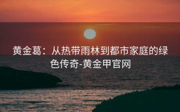 黄金葛：从热带雨林到都市家庭的绿色传奇-黄金甲官网